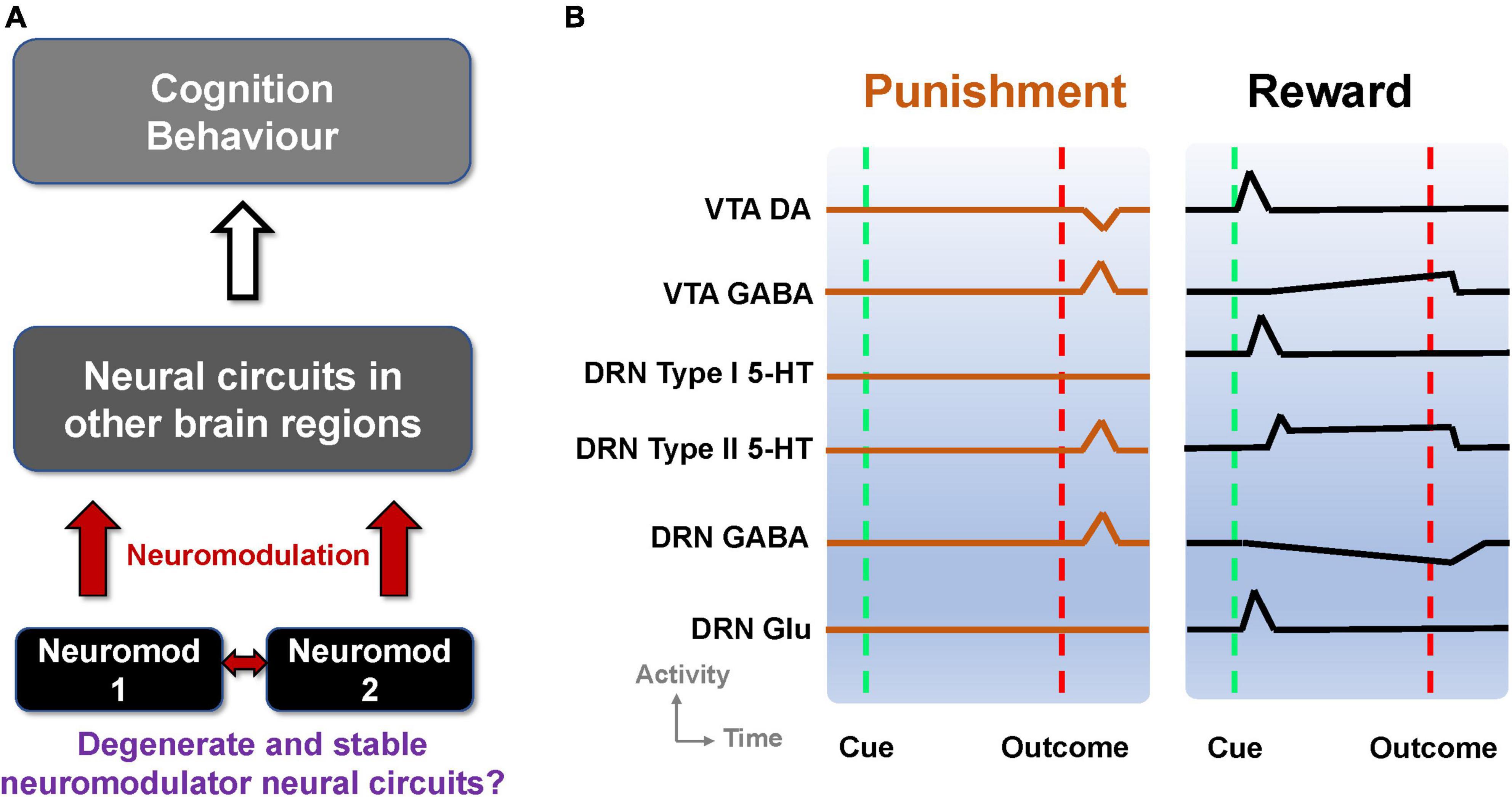 Degeneracy and stability in neural circuits of dopamine and serotonin neuromodulators: A theoretical consideration